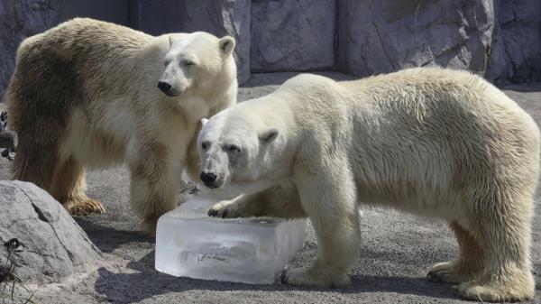 一项研究回顾了几个世纪前北极熊的未来