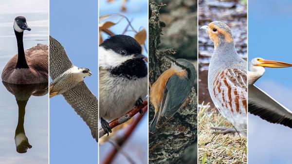 “天气可能会很热”:这个加拿大城市正在寻找一只官方鸟类